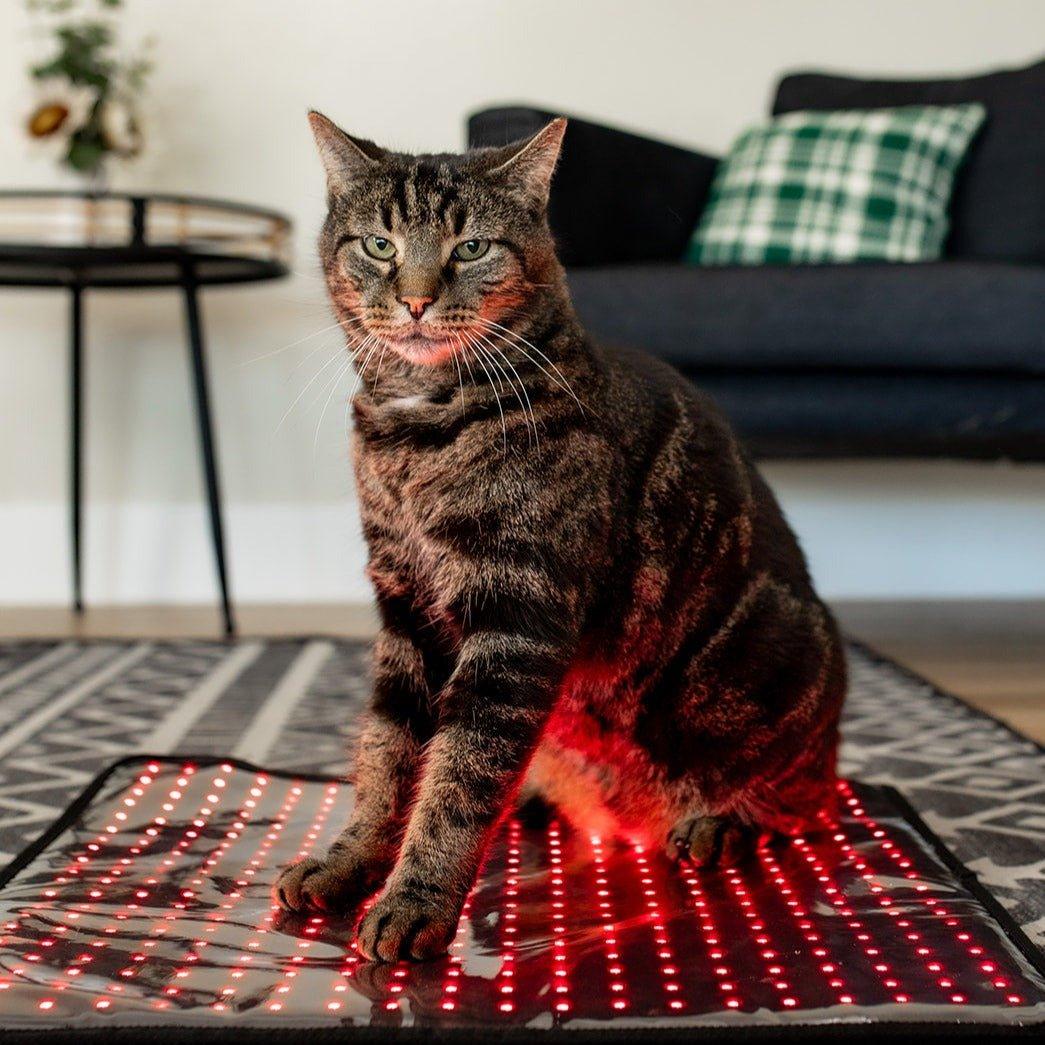 MitoPETS Pad | Red Light Therapy Designed Specifically for Pets - Mito Red Light