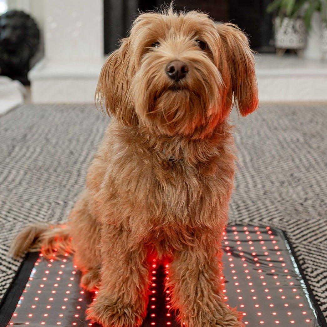 MitoPETS Pad | Red Light Therapy Designed Specifically for Pets - Mito Red Light
