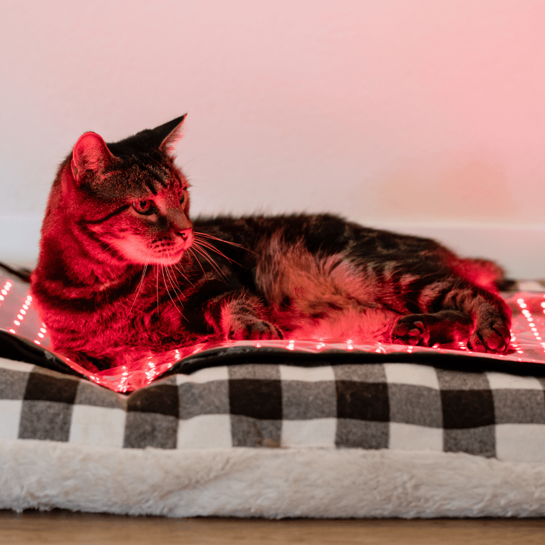 MitoPETS Pad | Red Light Therapy Designed Specifically for Pets - Mito Red Light