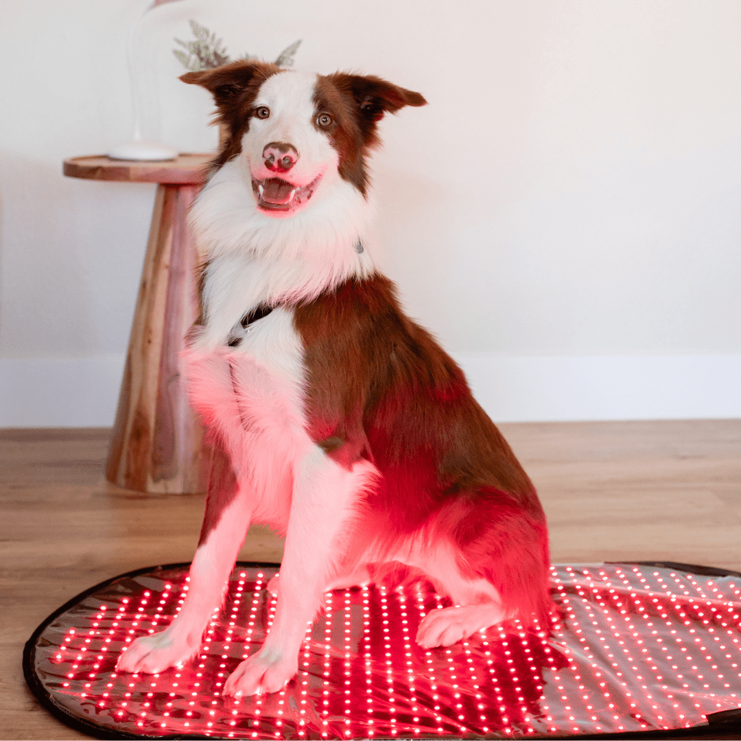MitoPETS Pad | Red Light Therapy Designed Specifically for Pets - Mito Red Light