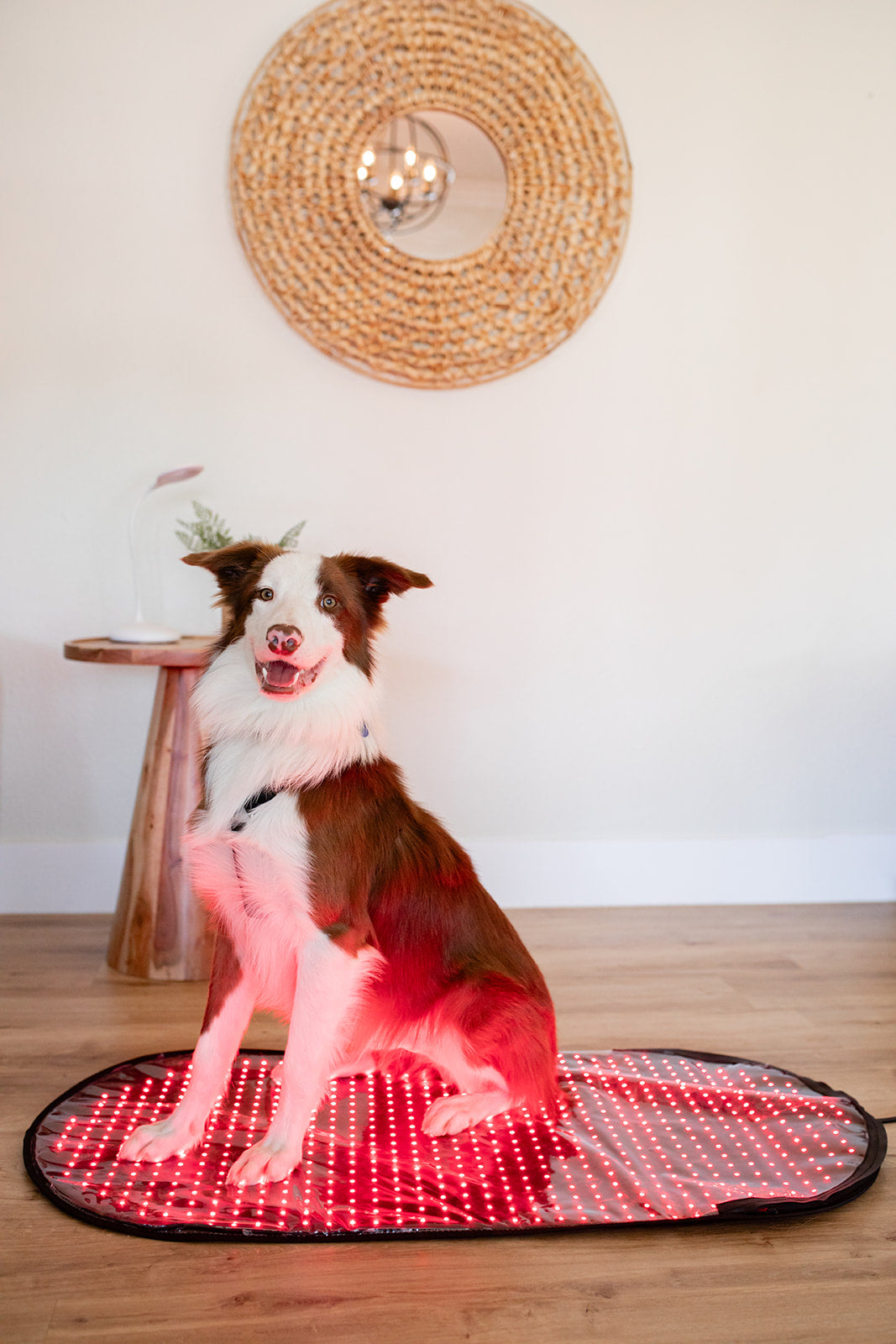 Safety and Uses of Red Light Therapy for Pets
