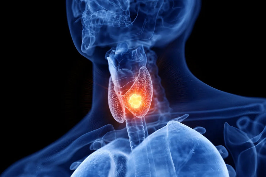 x-ray illustration of thyroid for use with red light therapy.