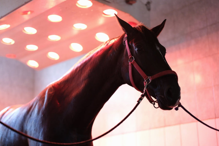 horse with red light therapy panel above it.