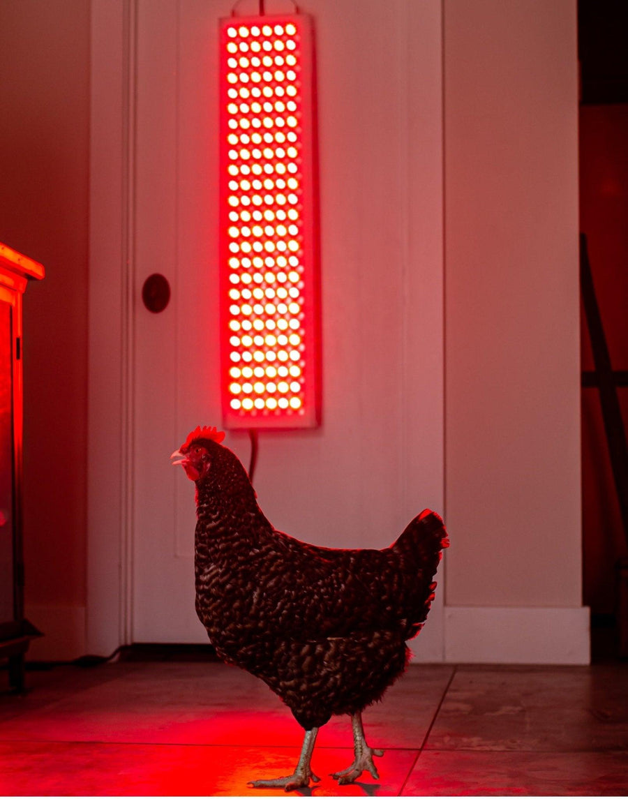 Safety and Uses of Red Light Therapy for Pets - Mito Red Light