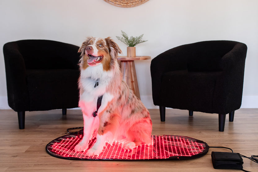 Red Light Therapy for Pets – Mito Red Light