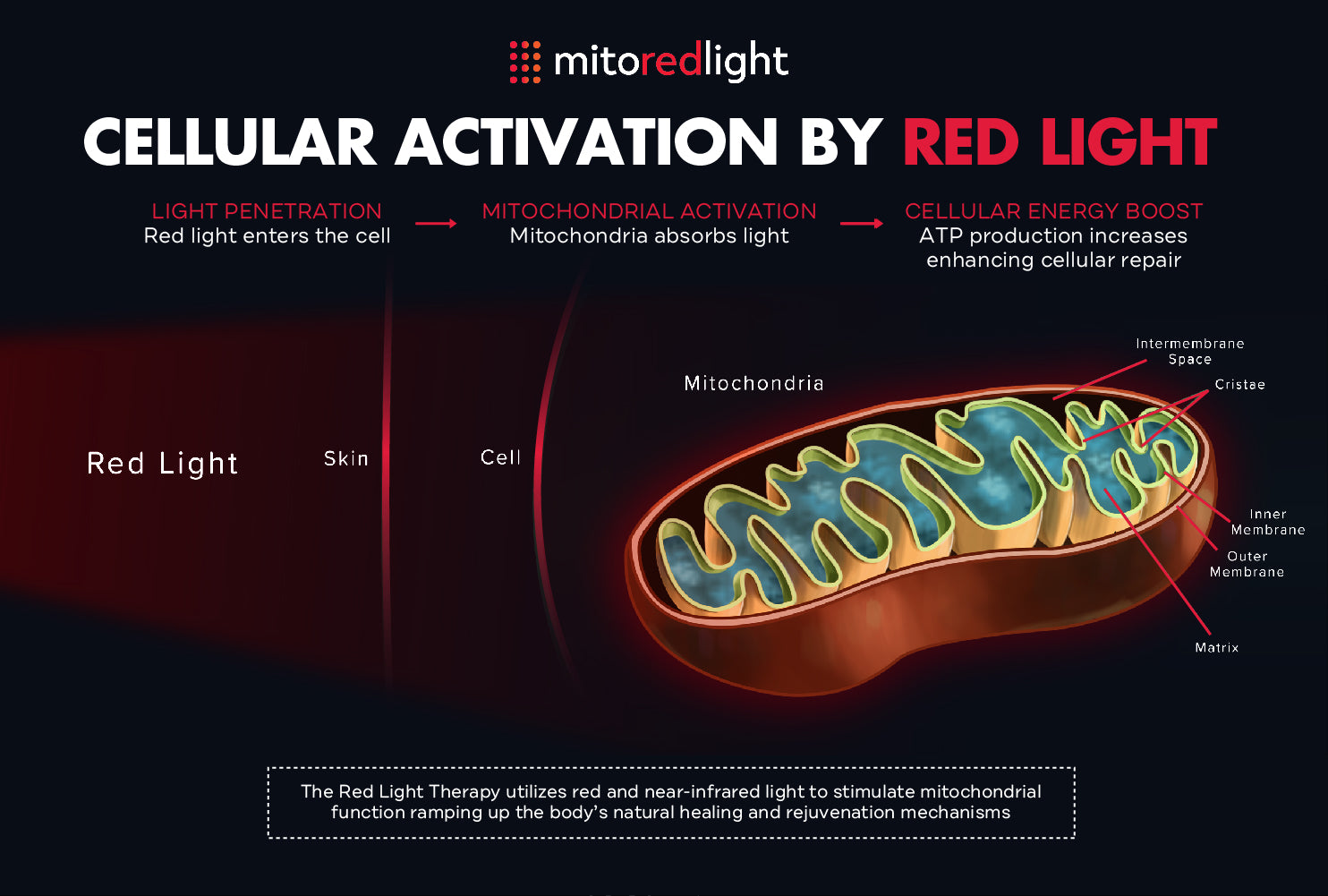 The Science Behind RLT