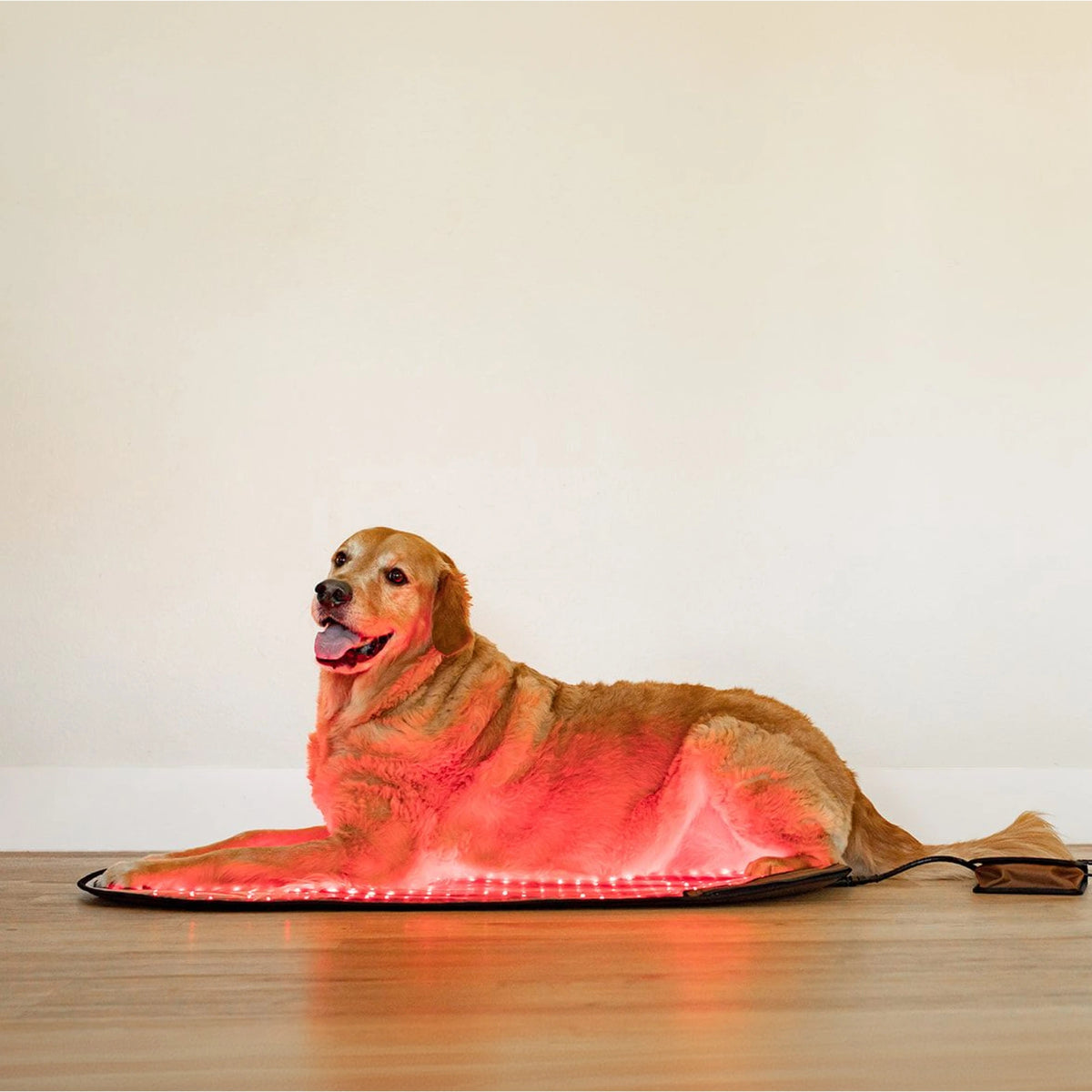 Large Red Light Therapy Pad | MitoPETS