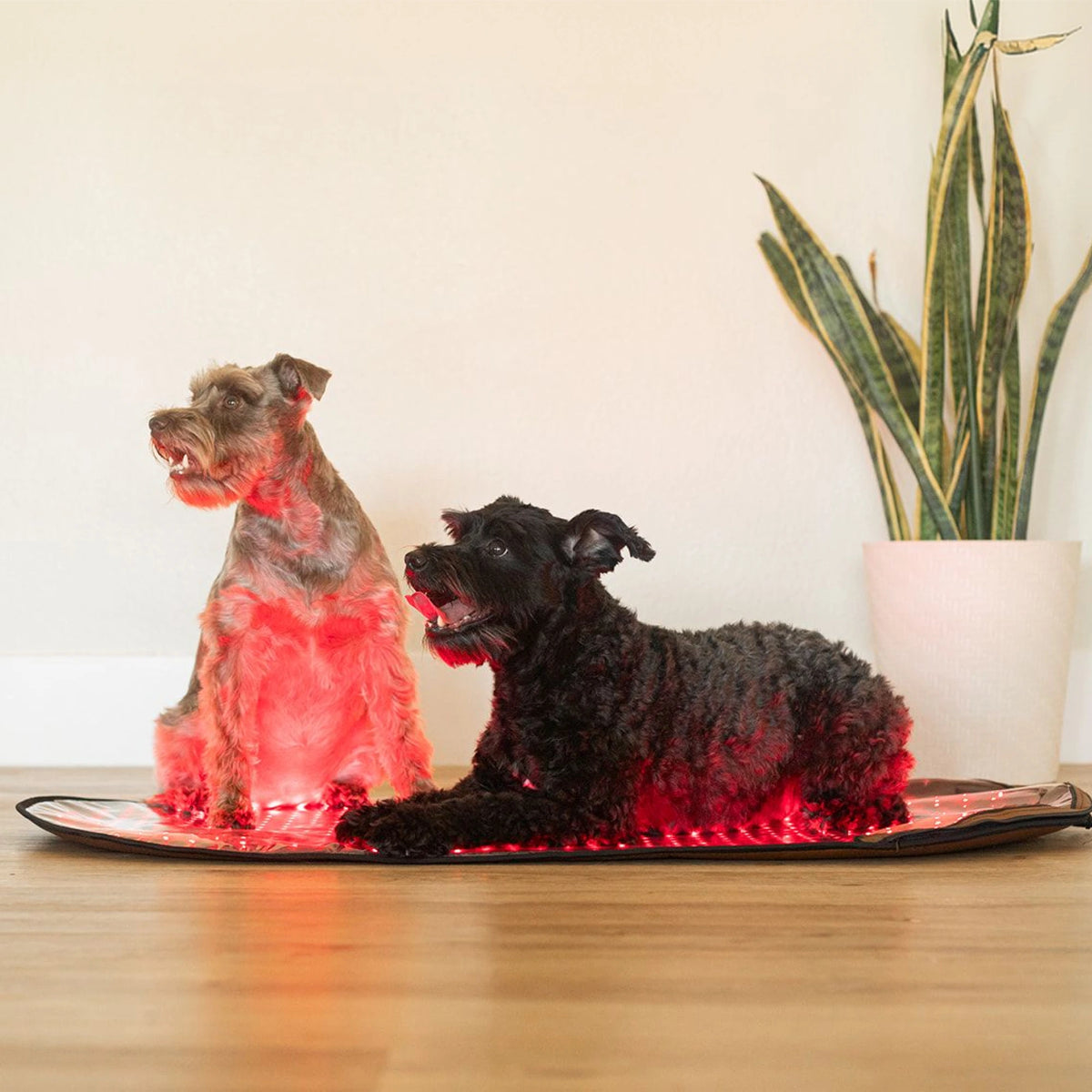 Large Red Light Therapy Pad | MitoPETS