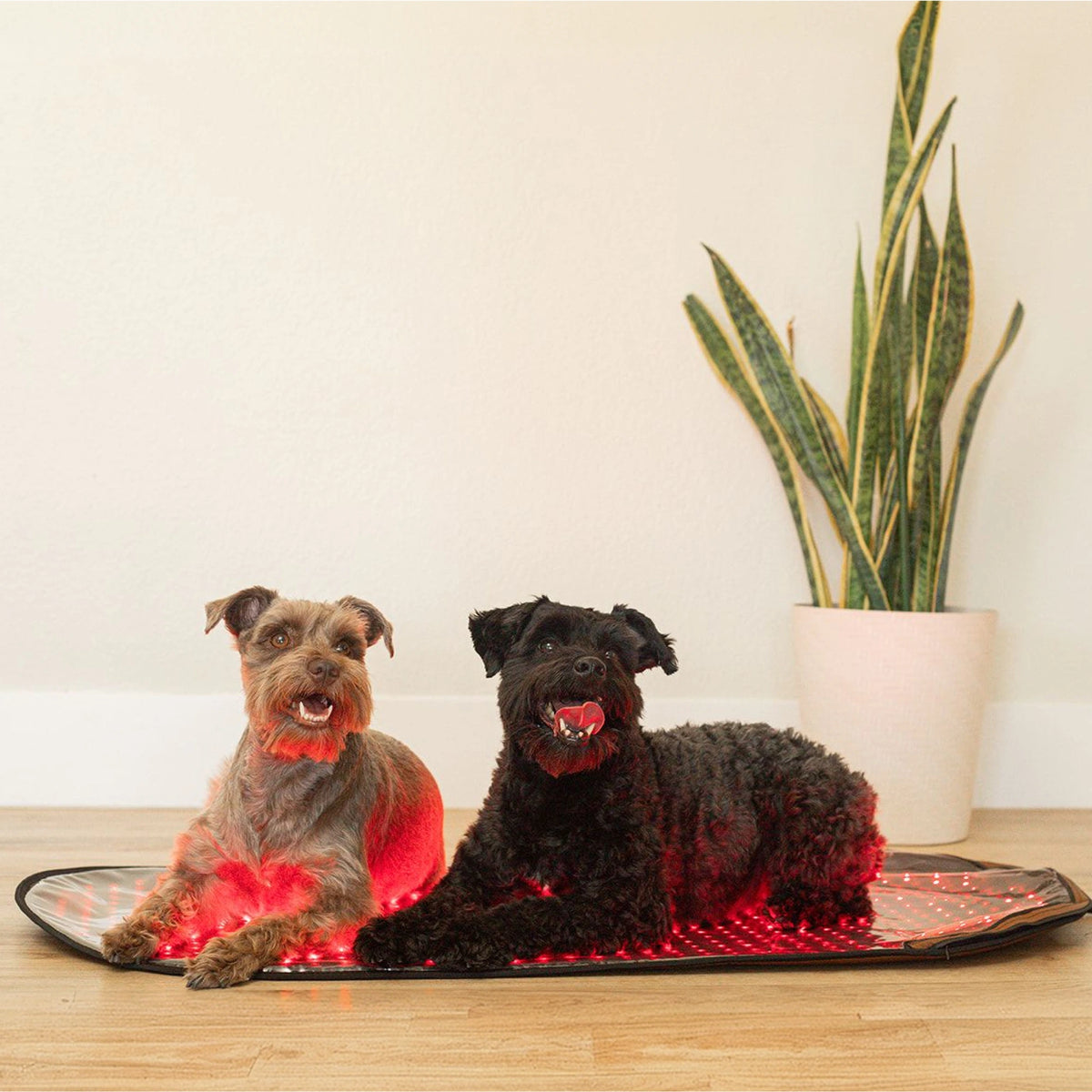 Large Red Light Therapy Pad | MitoPETS