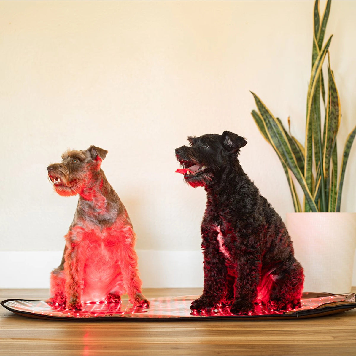 Large Red Light Therapy Pad | MitoPETS