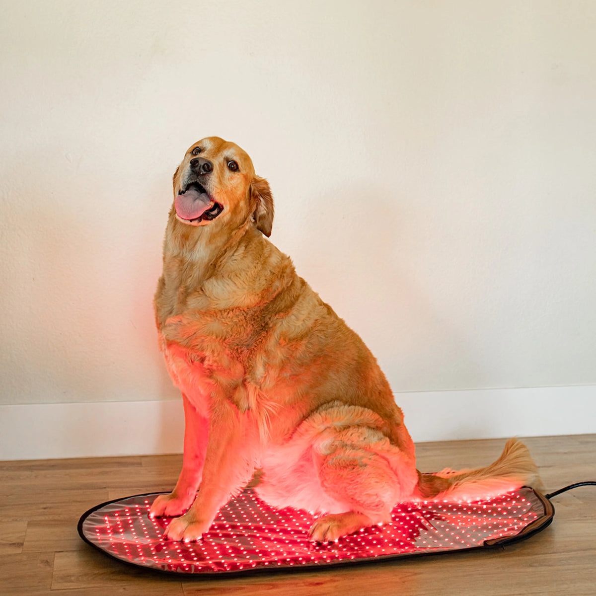 Large Red Light Therapy Pad | MitoPETS