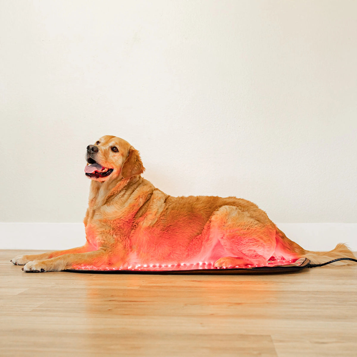 Large Red Light Therapy Pad | MitoPETS