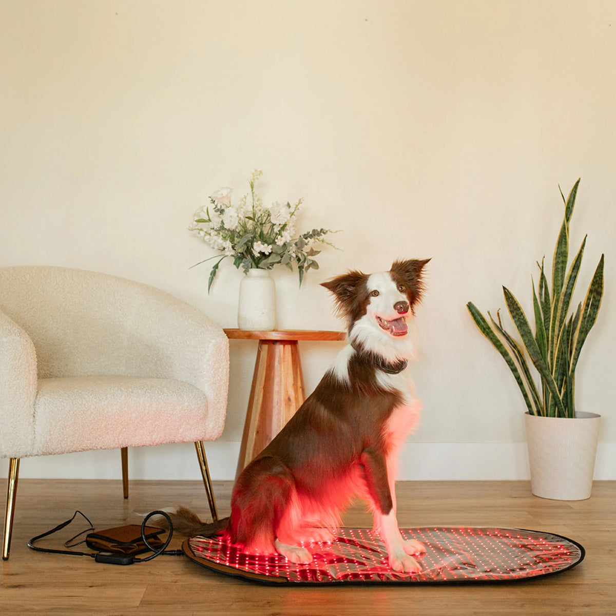 Large Red Light Therapy Pad | MitoPETS
