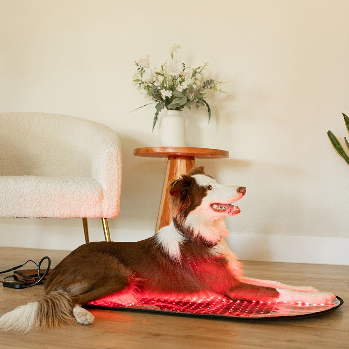 Large Red Light Therapy Pad | MitoPETS
