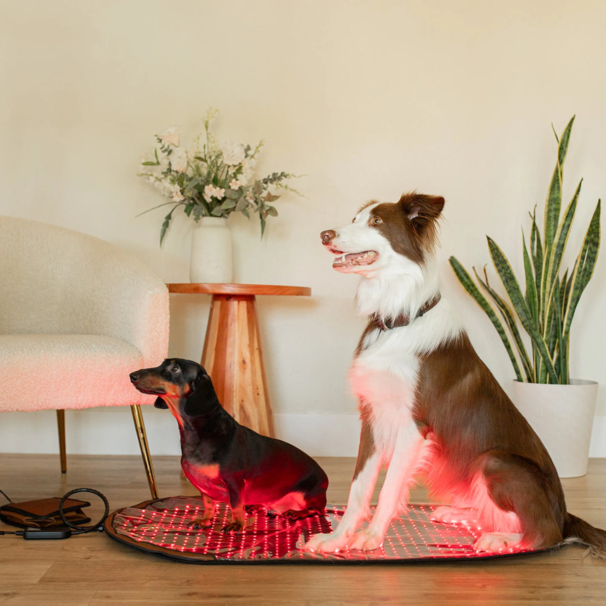 Large Red Light Therapy Pad | MitoPETS