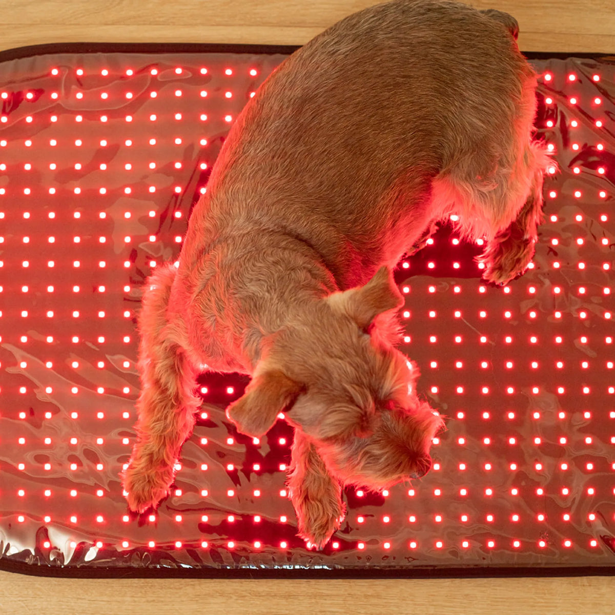 Large Red Light Therapy Pad | MitoPETS