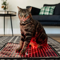 Mito Red Pets Pad, Regular