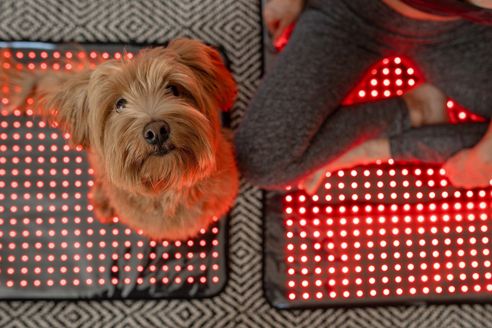 red light therapy dogs