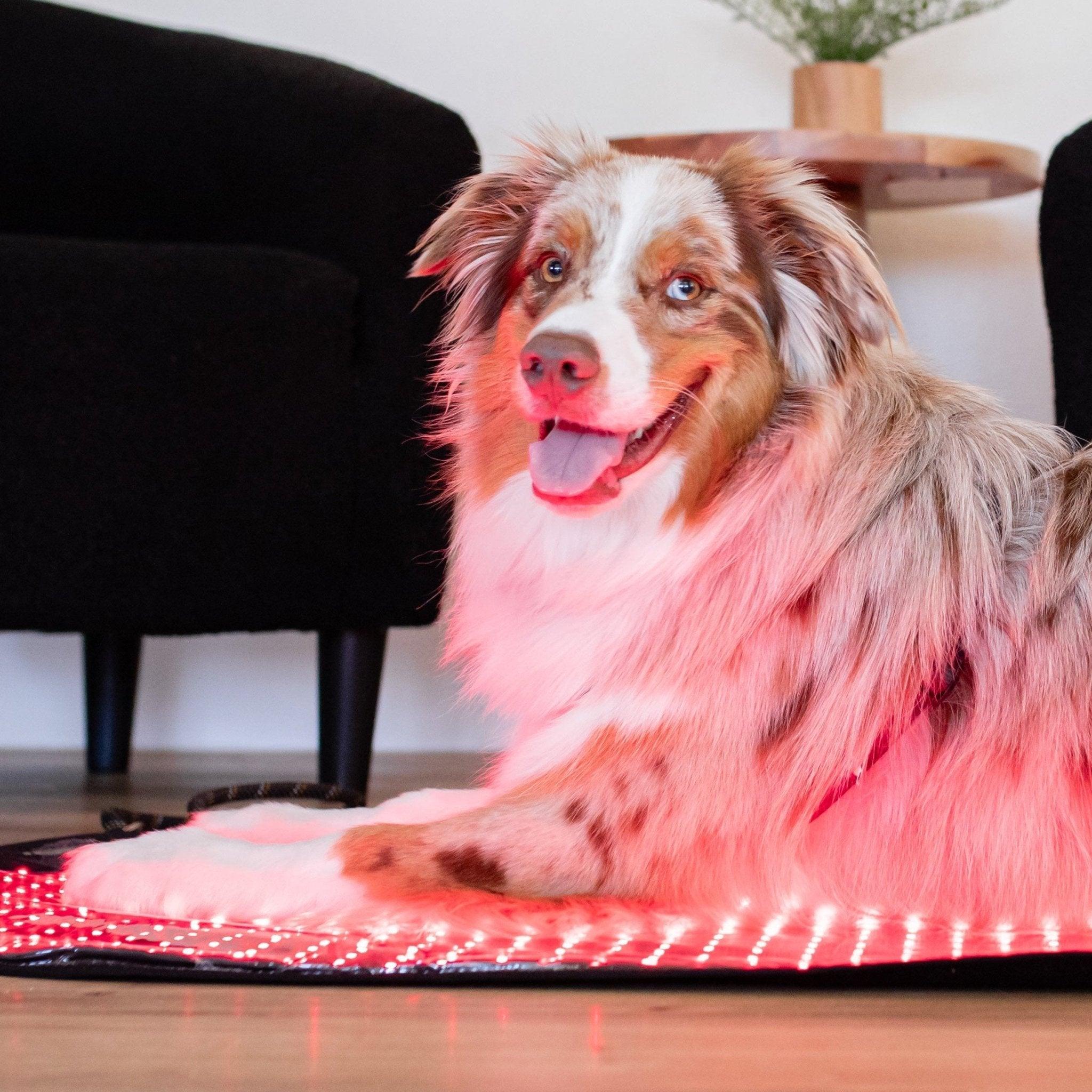 Red Light Therapy Dogs