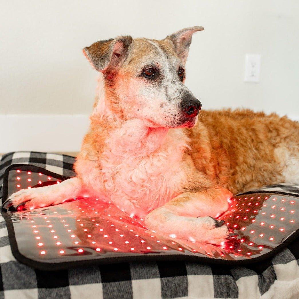Red Light Therapy Dogs