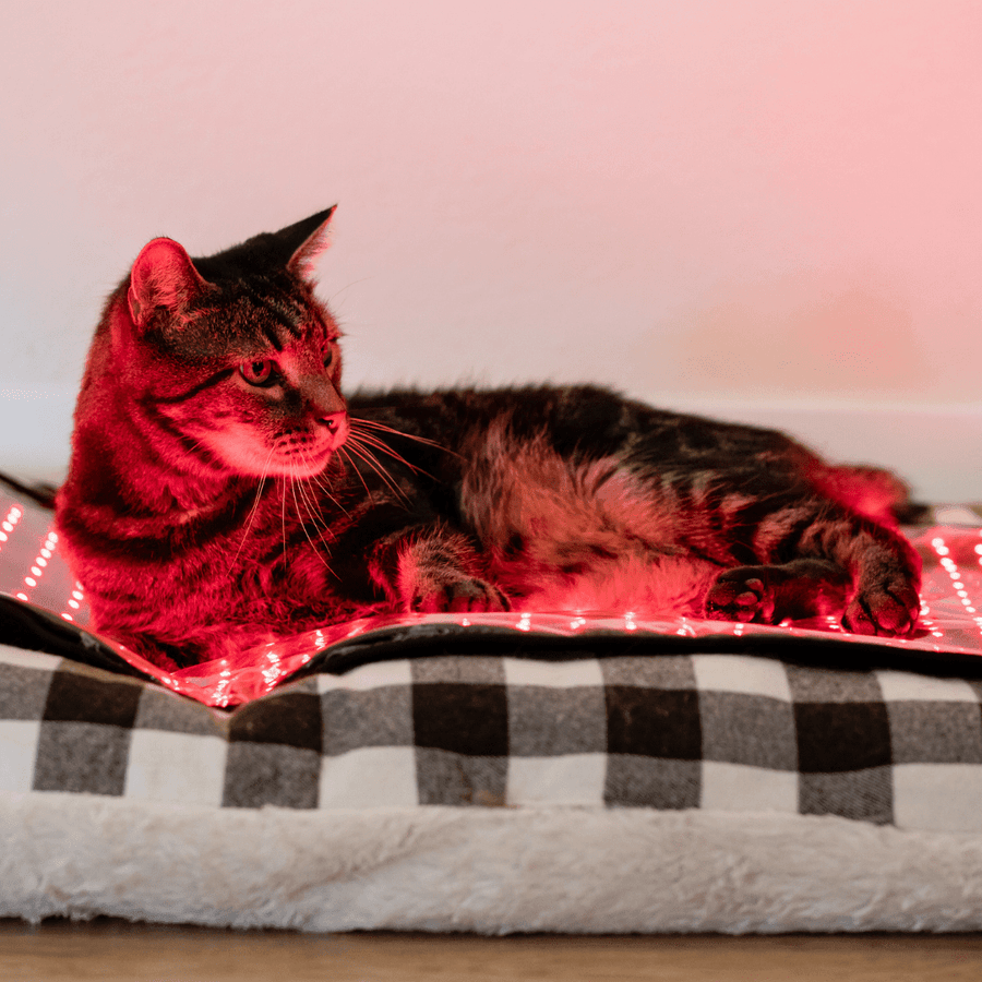 MitoPETS Pad | Red Light Therapy Designed Specifically for Pets - Mito Red Light